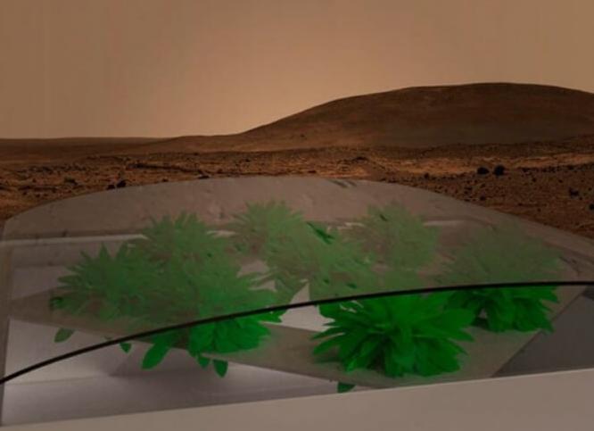 Можно ли выращивать растения на Марсе, как в фильме «Марсианин»